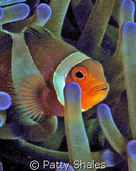 Beautiful Anenome Fish.
As if an artist painted the colo... by Patty Shales 